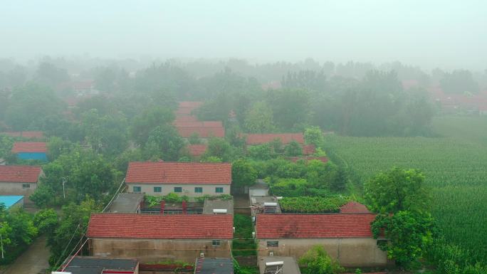 晨雾中的绿色乡村