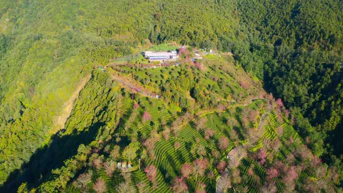 大理无量山樱花谷冬樱