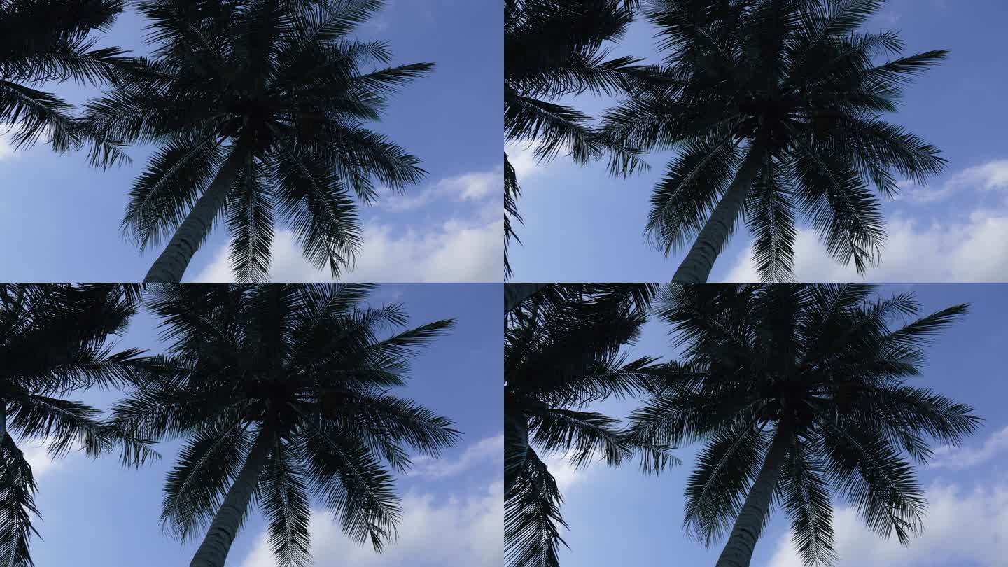 仰望椰子树