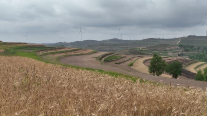 高原农田山地小麦