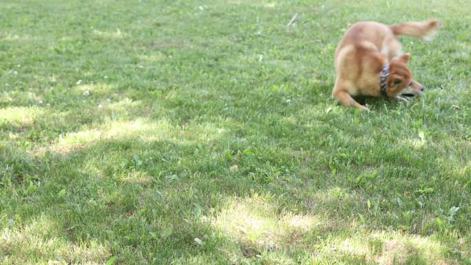 好奇的Shiba Inu狗在绿草上玩耍，追逐自己的尾巴。快乐、可爱、有趣的小狗，在夏天玩得开心