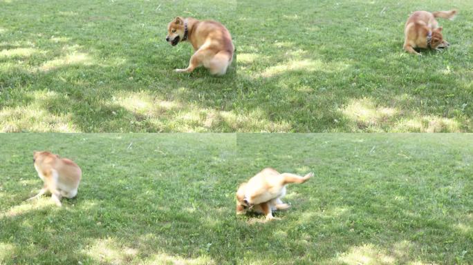 好奇的Shiba Inu狗在绿草上玩耍，追逐自己的尾巴。快乐、可爱、有趣的小狗，在夏天玩得开心