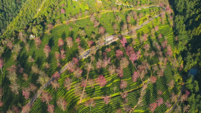 大理无量山樱花谷冬樱