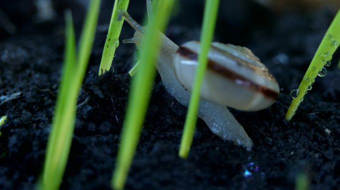 稻田蜗牛