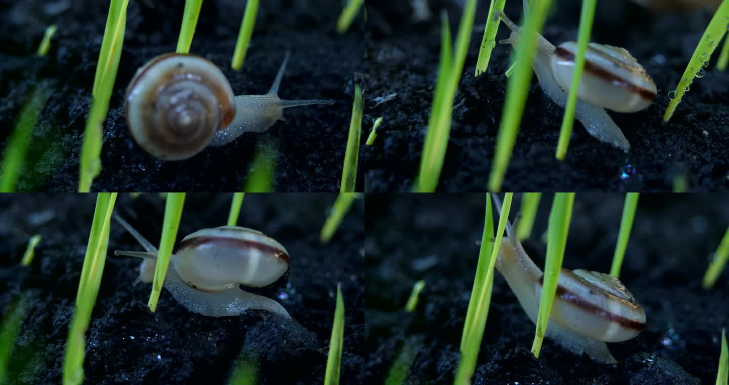稻田蜗牛