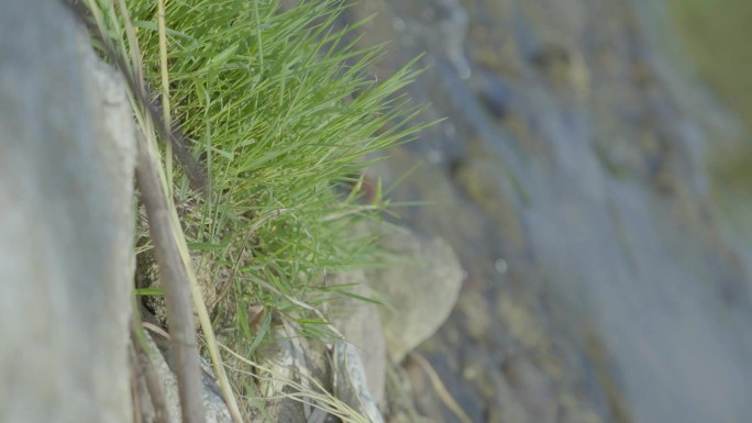 河流小溪青草泉水河边河水