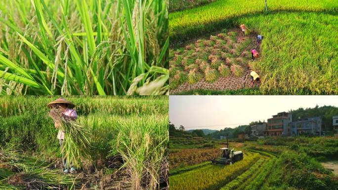 农田水稻收割机农民割稻子丰收