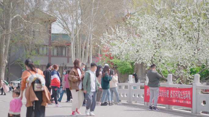 郑州公园市民赏花