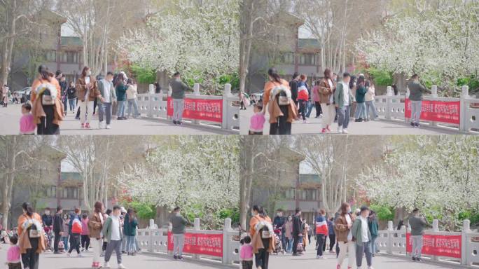 郑州公园市民赏花