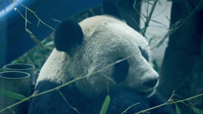 熊猫馆熊猫吃竹子