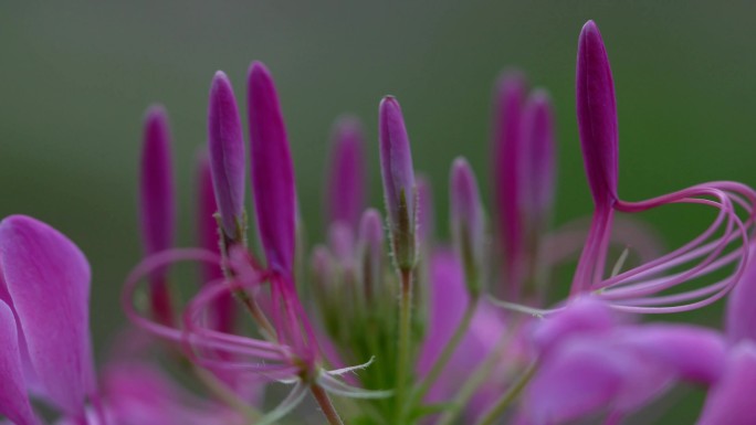 4k高清醉蝶花