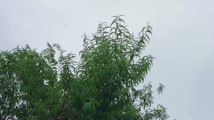 狂风暴雨 恶劣天气 下雨天 伤感 台风