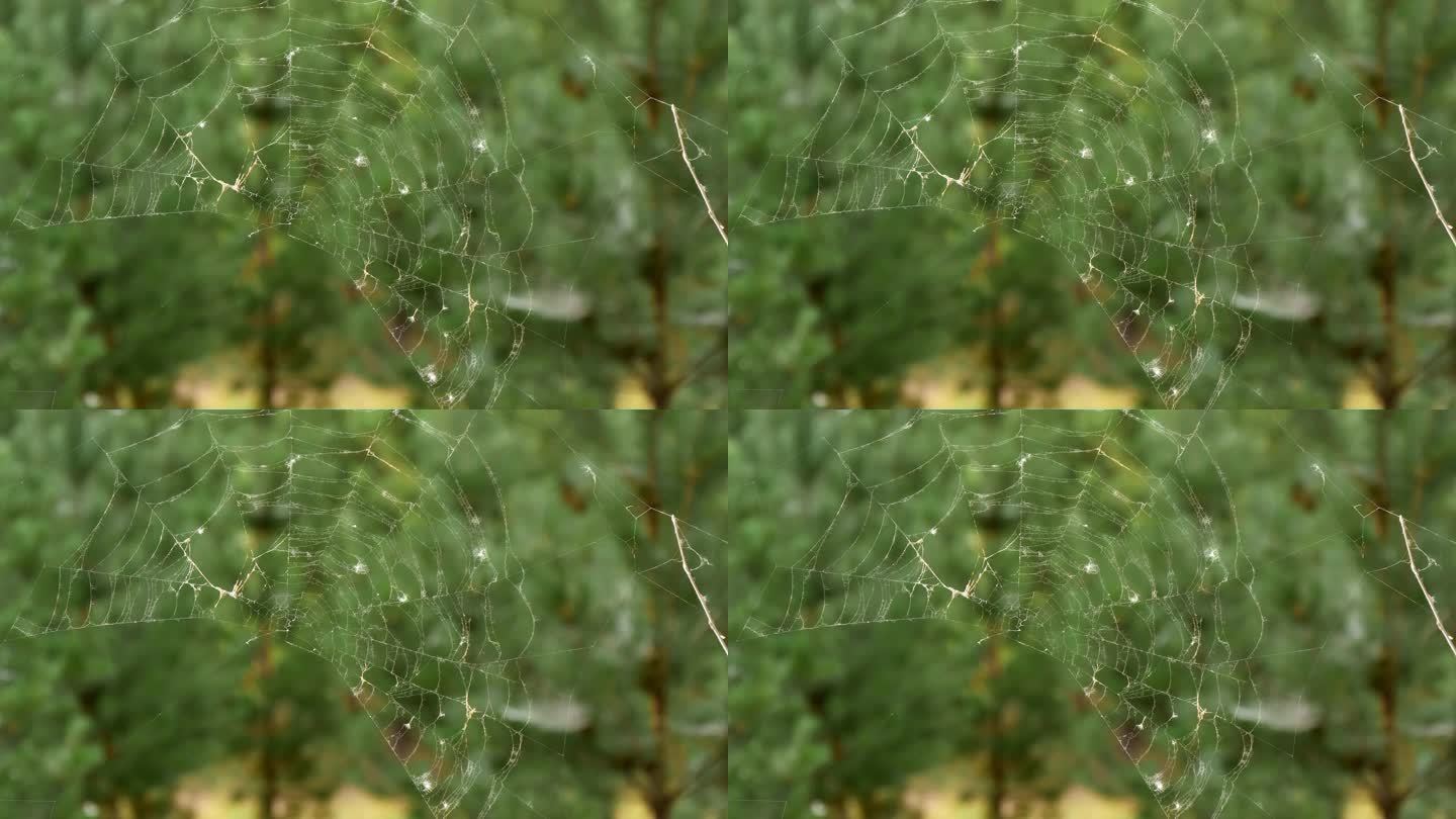 【4k】沙地松枝条残破蜘蛛网随风摆动