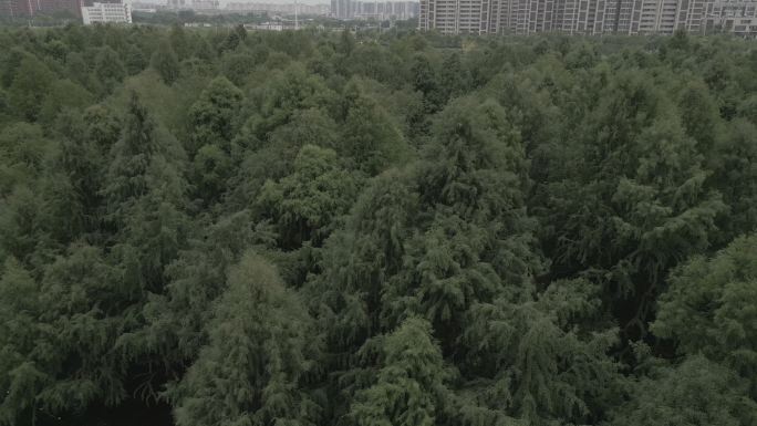 安徽芜湖水生态公园 4K DLog模式