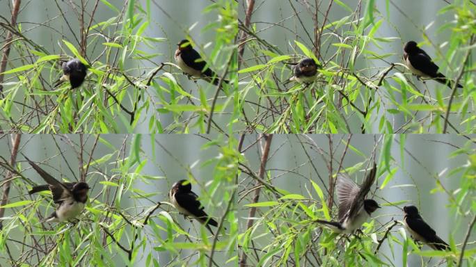 柳树上的燕子升格