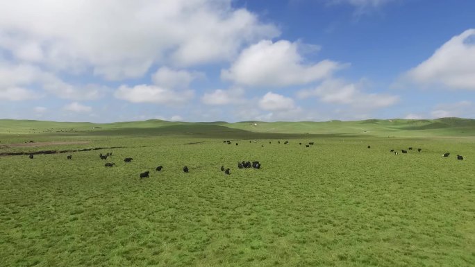 航拍牦牛青藏高原牦牛奔跑牛吃草