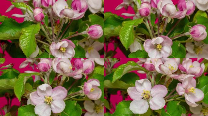 桃花在红色背景下以水平格式延时4k视频旋转和绽放。春季桃树开花的视频。