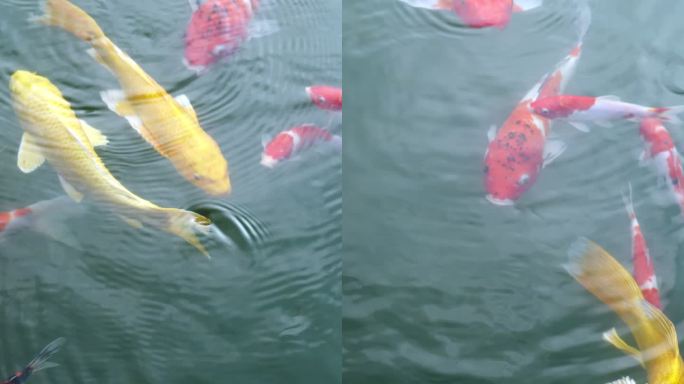 花园水池锦鲤鱼观赏鱼