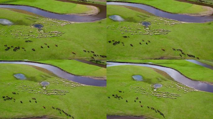 航拍草原河流牛羊马群11