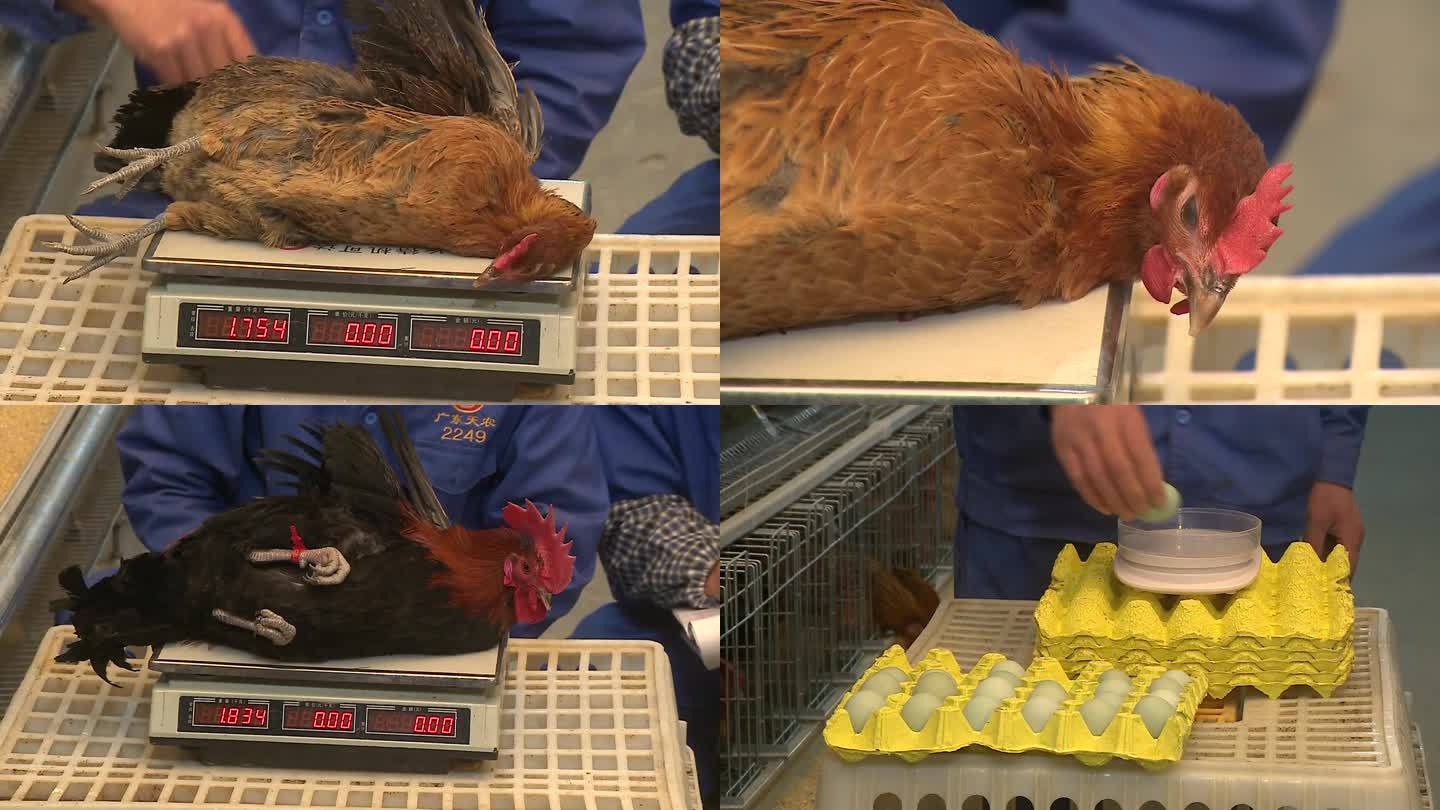 种鸡场称鸡重 称蛋重