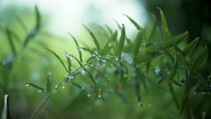 雨天黄精生长