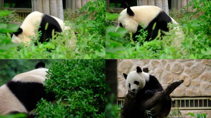 熊猫 动物园 熊猫基地