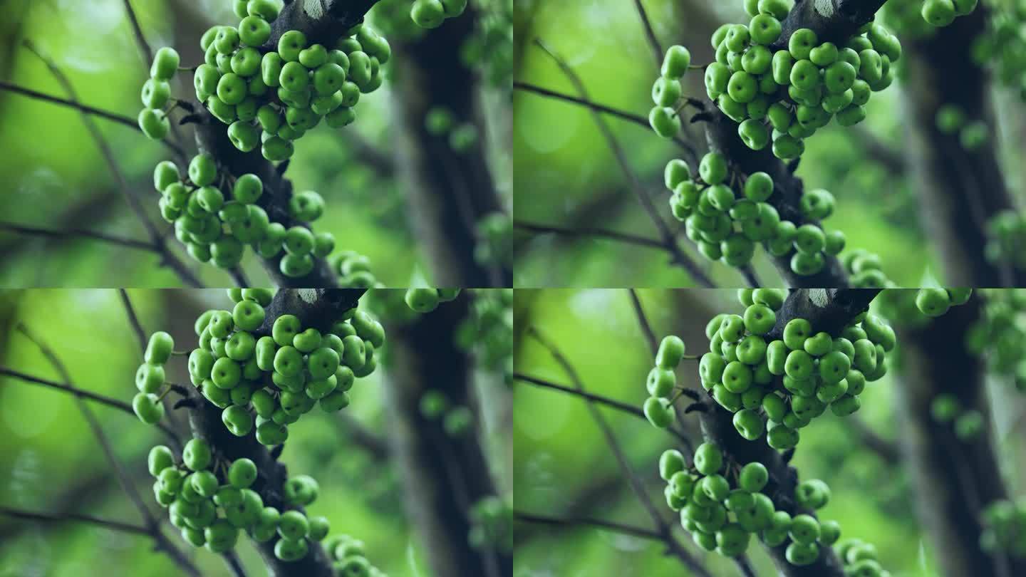 杂色榕Ficusvariegata Bl