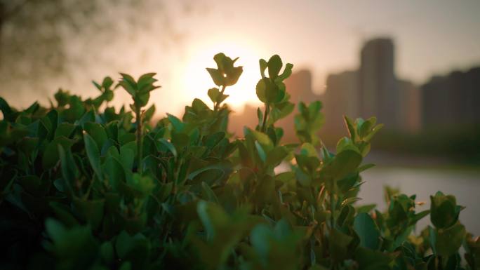 夕阳下花草剪影 唯美阳光空镜头 落日日落