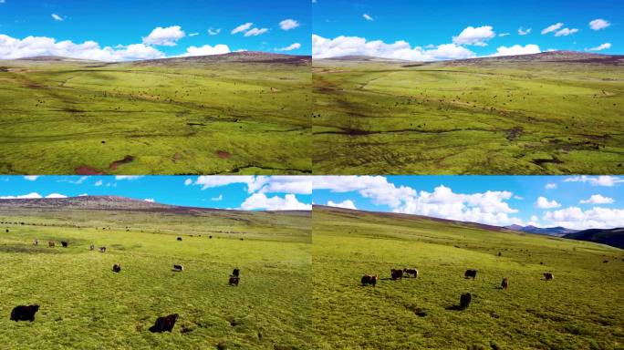 航拍西藏地区牛羊成群