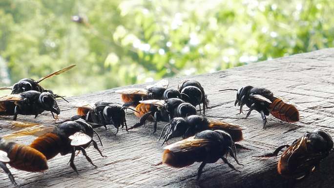 大蜜蜂吃木头上的矿物质。