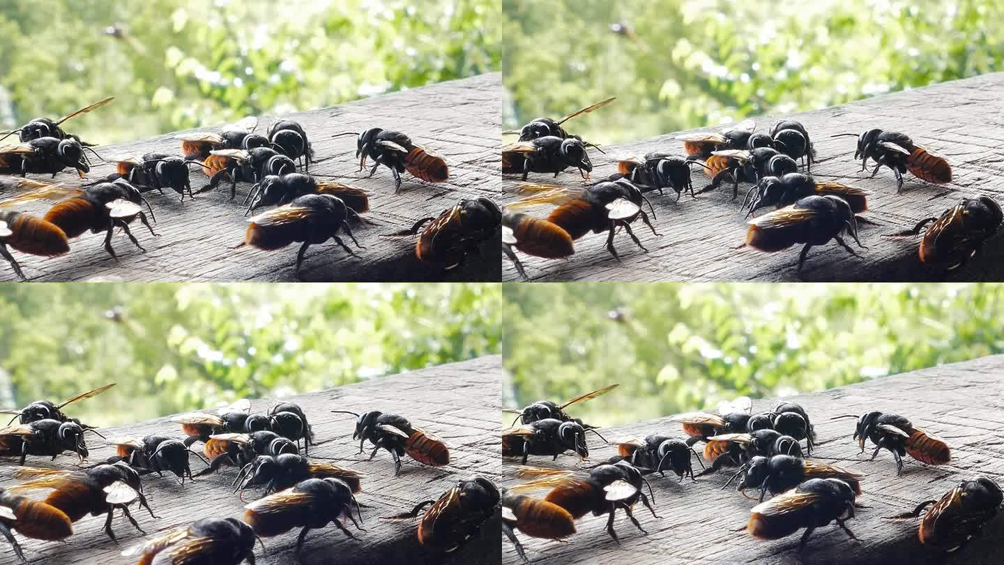 大蜜蜂吃木头上的矿物质。