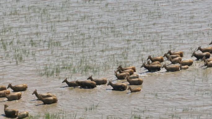 江苏盐城大丰麋鹿自然保护区中的麋鹿