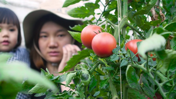 采摘番茄高清