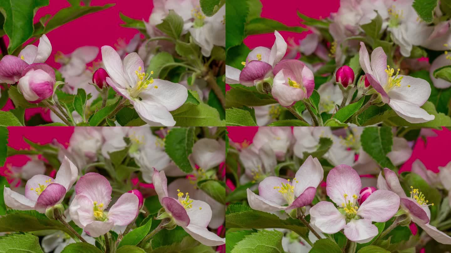 桃花在红色背景下以水平格式延时4k视频旋转和绽放。春季桃树开花的视频。