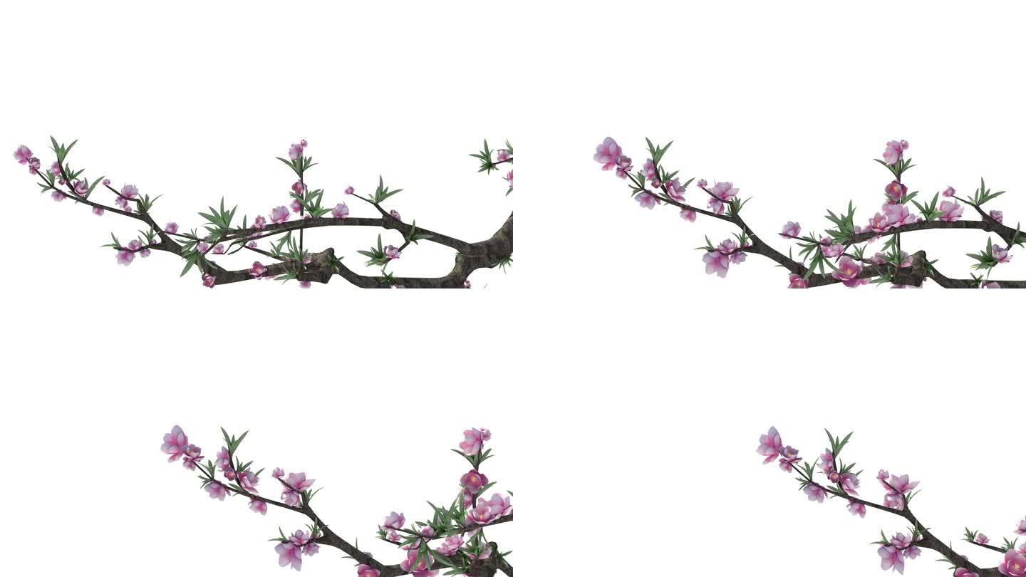桃花植物生长动画4