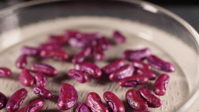 压趴架长豆角豇豆扁豆种子蔬菜种子农作物