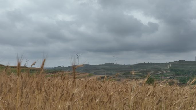 高原农田山地小麦