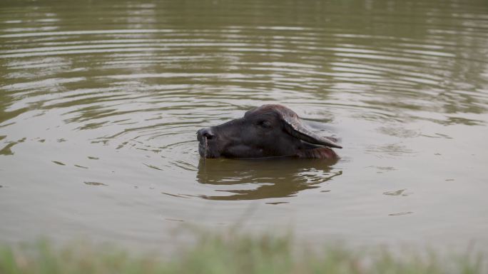 农村乡村河滩水牛在水中