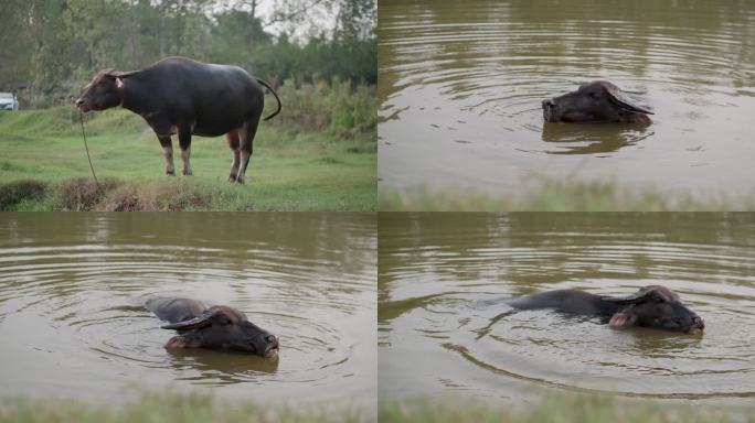 农村乡村河滩水牛在水中