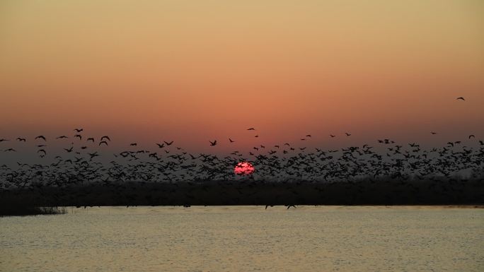 夕阳飞鸟