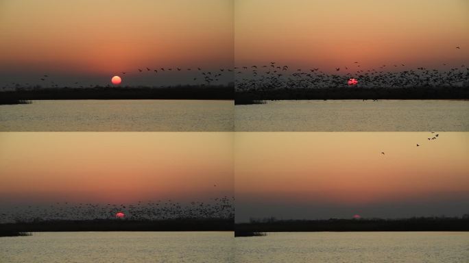 夕阳飞鸟