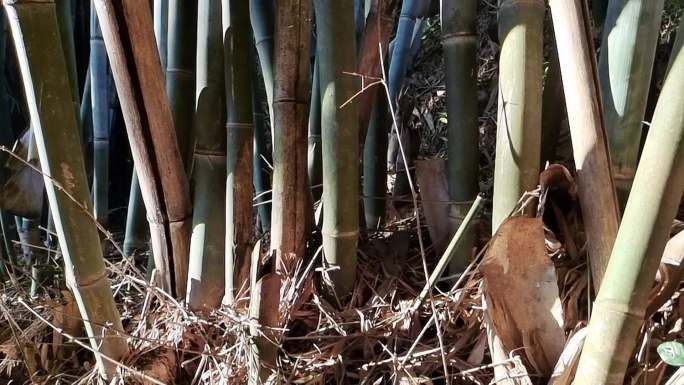 实拍竹林叶子 逆光植物太阳光芒 树木荫影