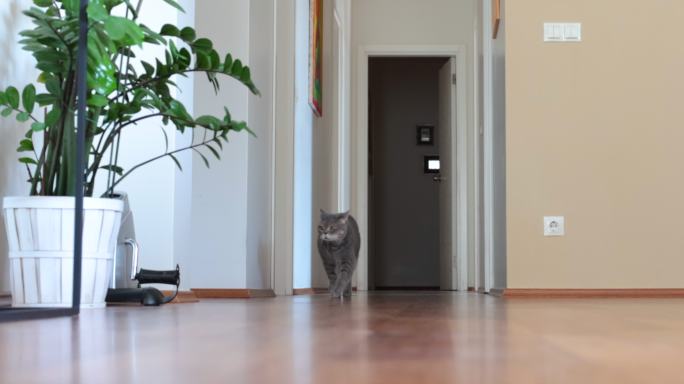 一只肥猫在房子里走来走去。英国短毛猫