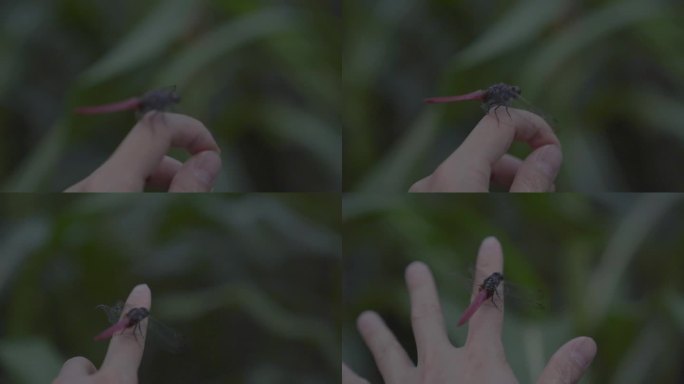 手指上的蜻蜓