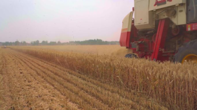 金色的麦田丰收的季节小麦收割