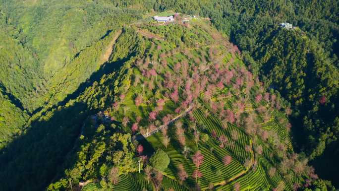 大理无量山樱花谷冬樱