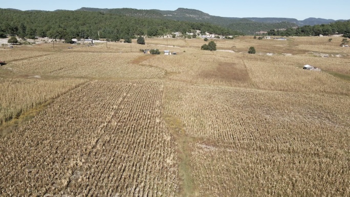 墨西哥奇瓦瓦州Sierra Madres的玉米地遭受干旱的重创