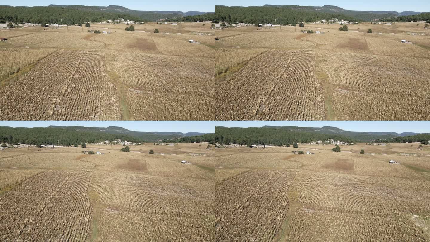 墨西哥奇瓦瓦州Sierra Madres的玉米地遭受干旱的重创