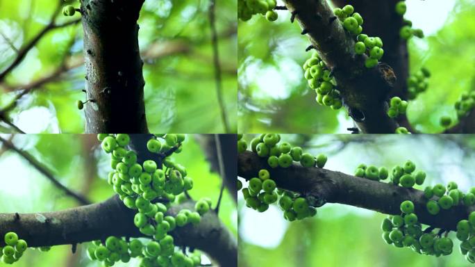 杂色榕Ficusvariegata Bl