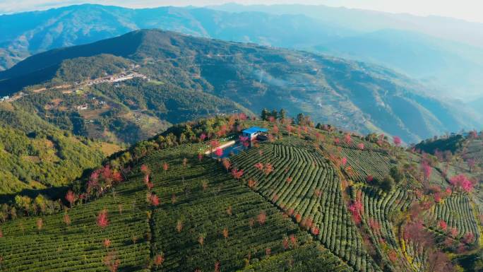 大理无量山樱花谷冬樱